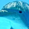 Dolphin_